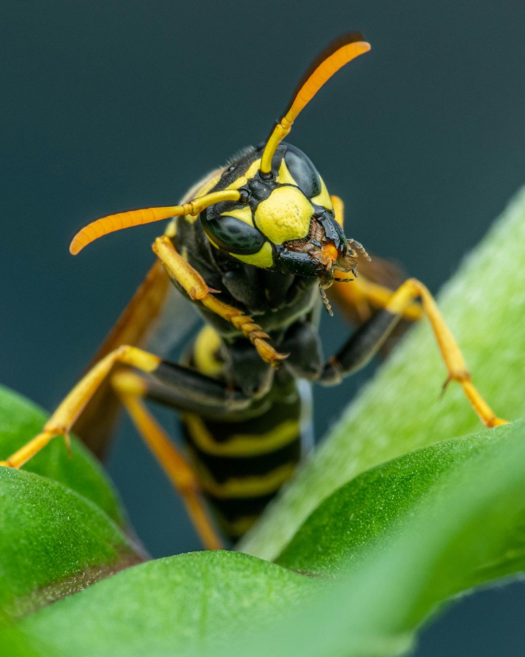 Campagne de piégeage des frelons asiatiques 2026