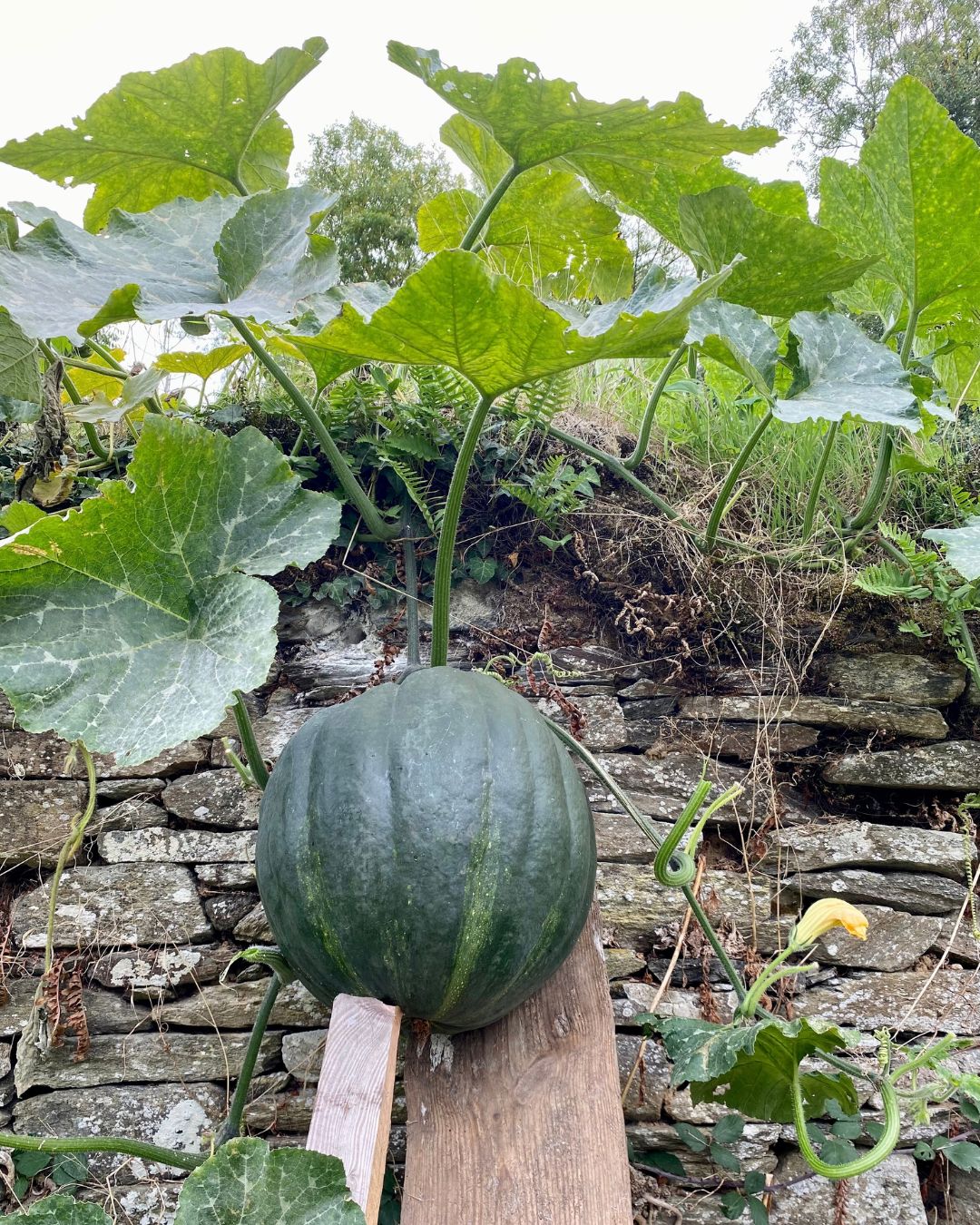 Les légumes font le mur au jardin des petites mains