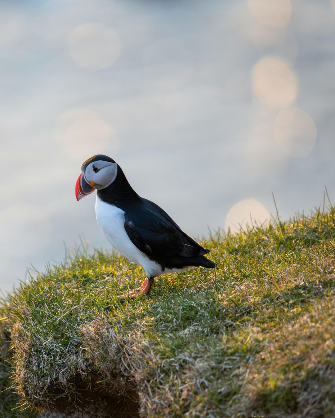 Échouages d’oiseaux marins de haute mer : restons vigilants 