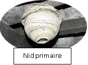 nid-primaire-frelon-asiatique.png