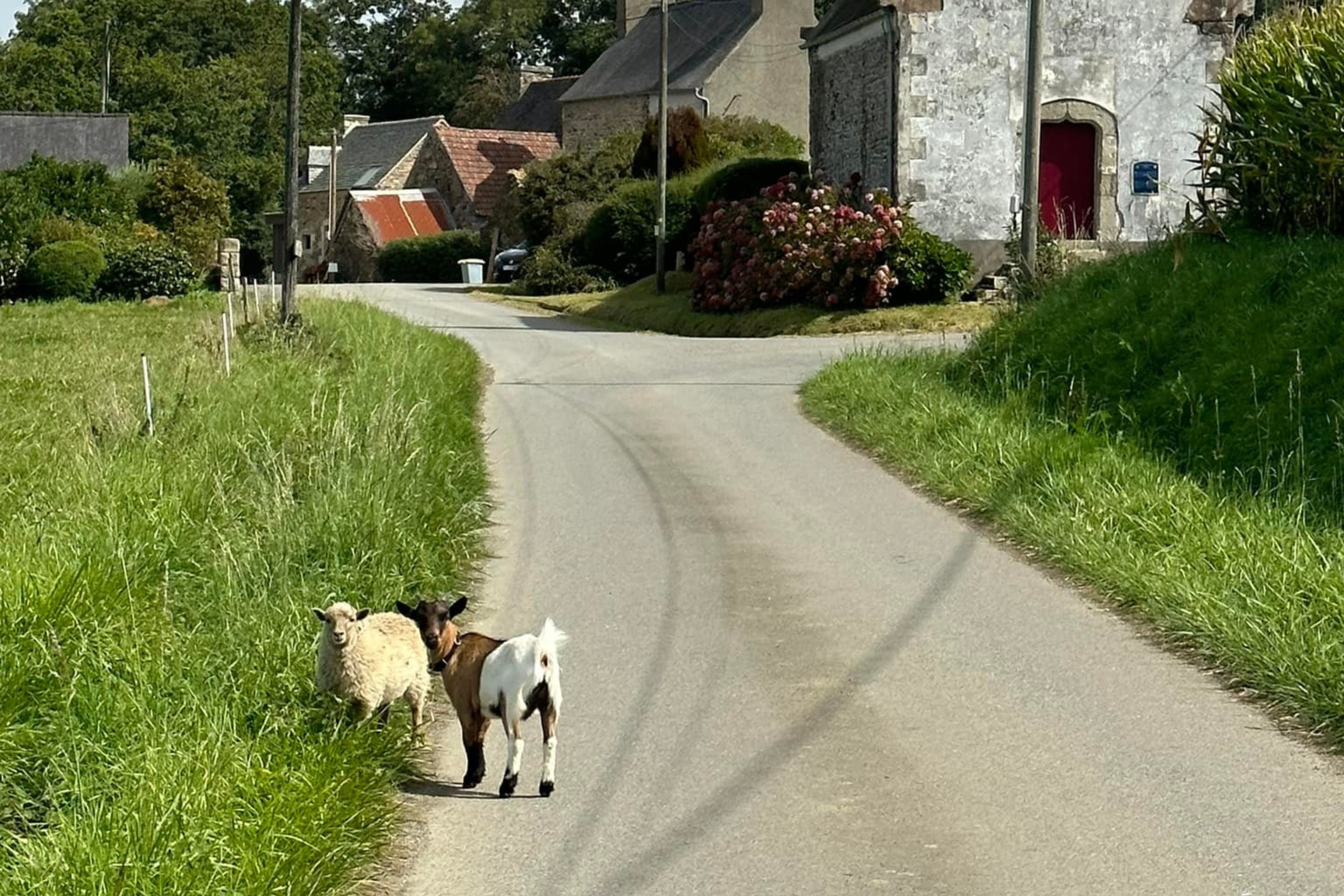 Déclarer un animal