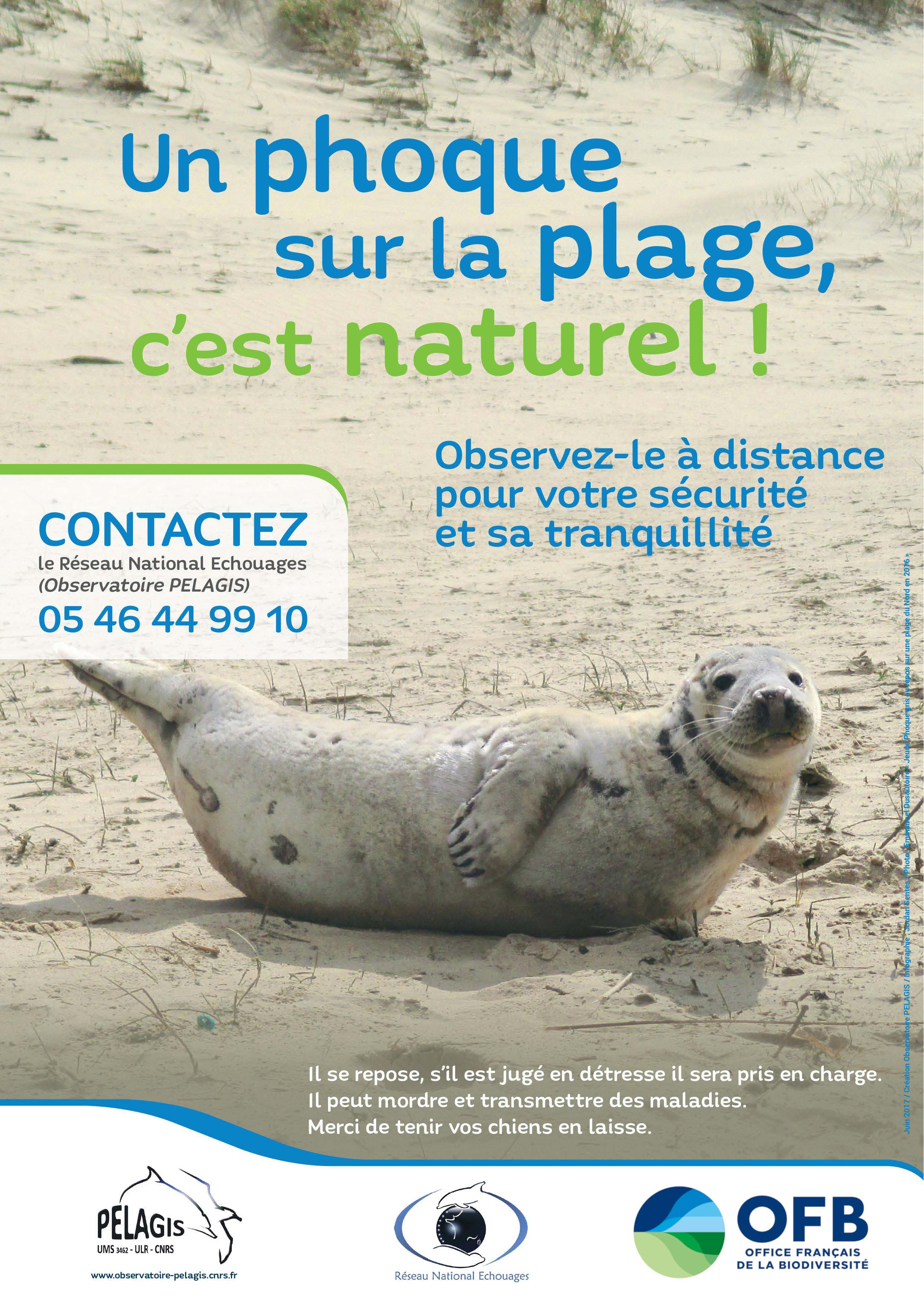 Conduite à tenir – Intervention sur les mammifères marins vivants (notamment les phoques)