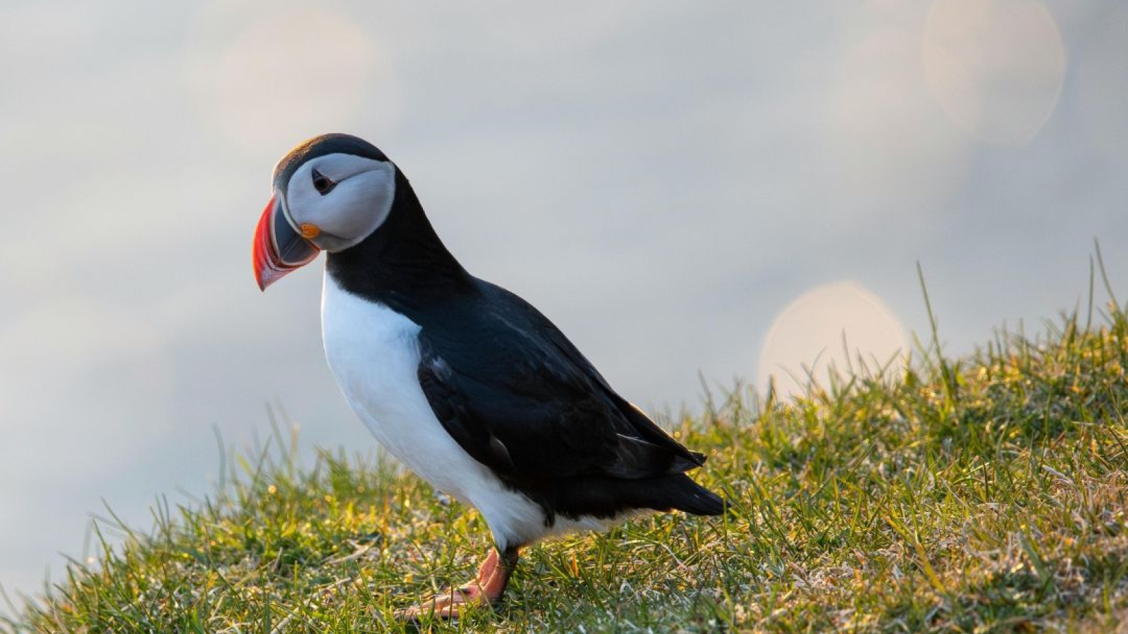 Échouages d’oiseaux marins de haute mer : restons vigilants 