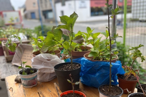 Troc plantes