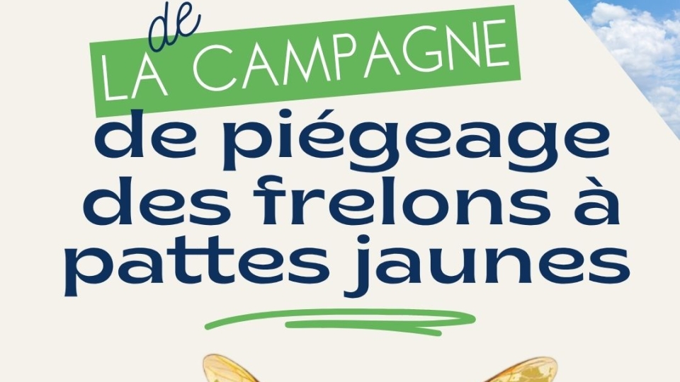 Fin de la campagne de piégeage des frelons à pattes jaunes 