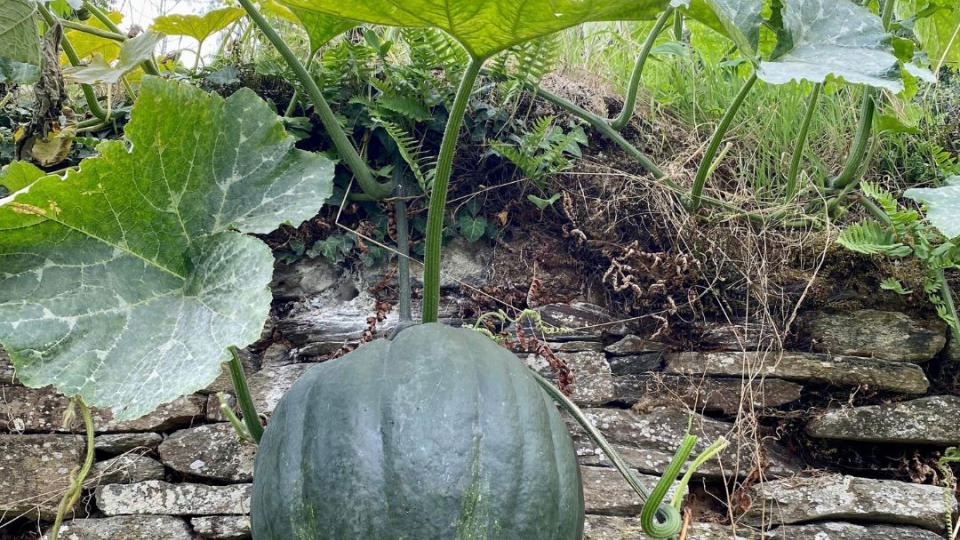 Les légumes font le mur au jardin des petites mains