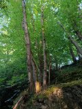 Marianne_R._2_copy_1