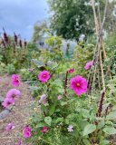 fleurs_au_jardin