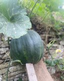 jardin_petites_mains