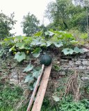 jardins