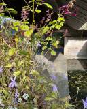lavoir_d__original
