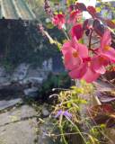 lavoir_e__original