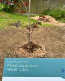 noisetier_arbre_original