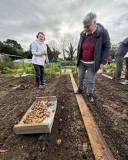 plante_patates_original