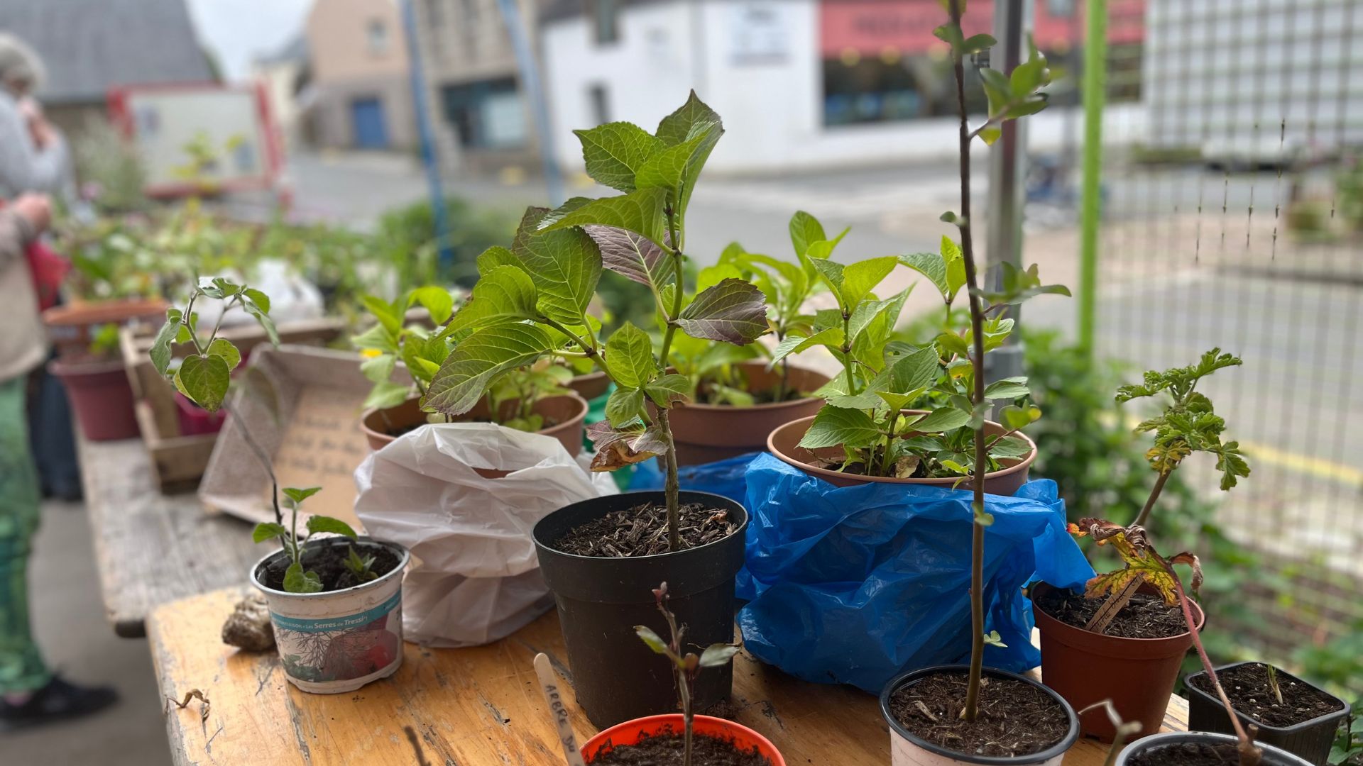 Troc plantes